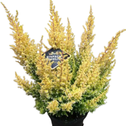 Erica sparsa 'Armely Lemon' P12 kanerva