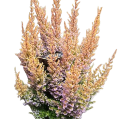 Erica sparsa 'Orange Savannah' P12 kanerva