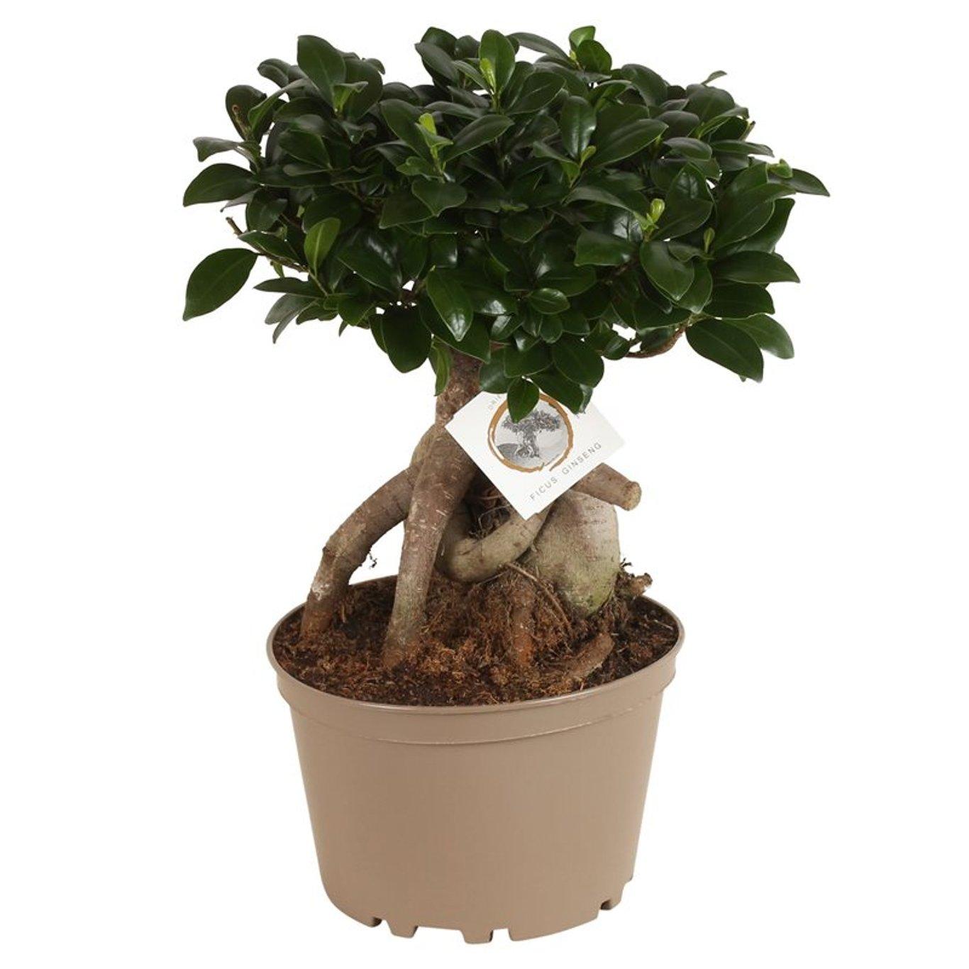 Ficus microcarpa ’Ginseng’ P22