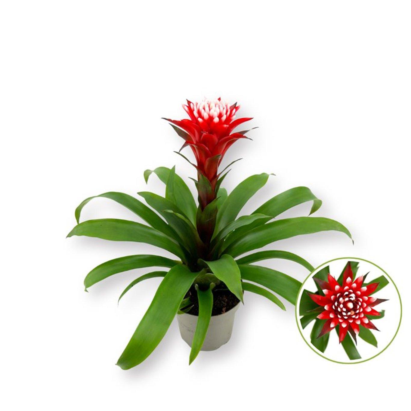 Guzmania ’Hope’  P14 timanttiananas punainen