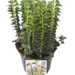 Hedera hel. 'Erecta' P13 muratti