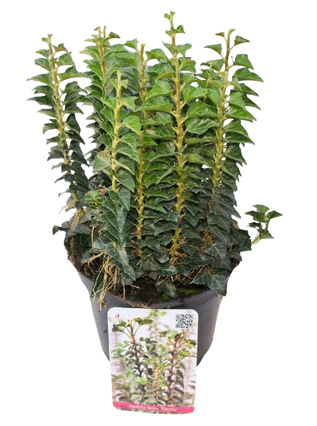 Hedera hel. ’Erecta’ P13 muratti