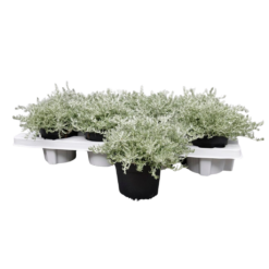 Helichrysum italicum P11 curry-kasvi