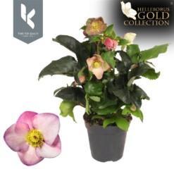 Helleborus 'Ice N'Roses' early rose P13 jouluruusu