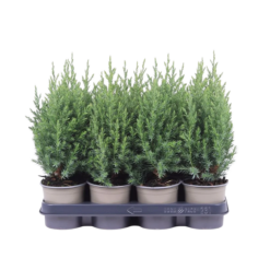 Juniperus chinensis 'Stricta' P11 kiinankataja