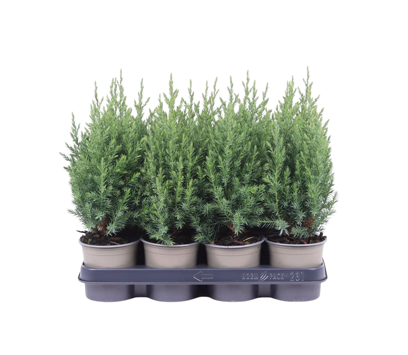 Juniperus chinensis 'Stricta' P11 kiinankataja
