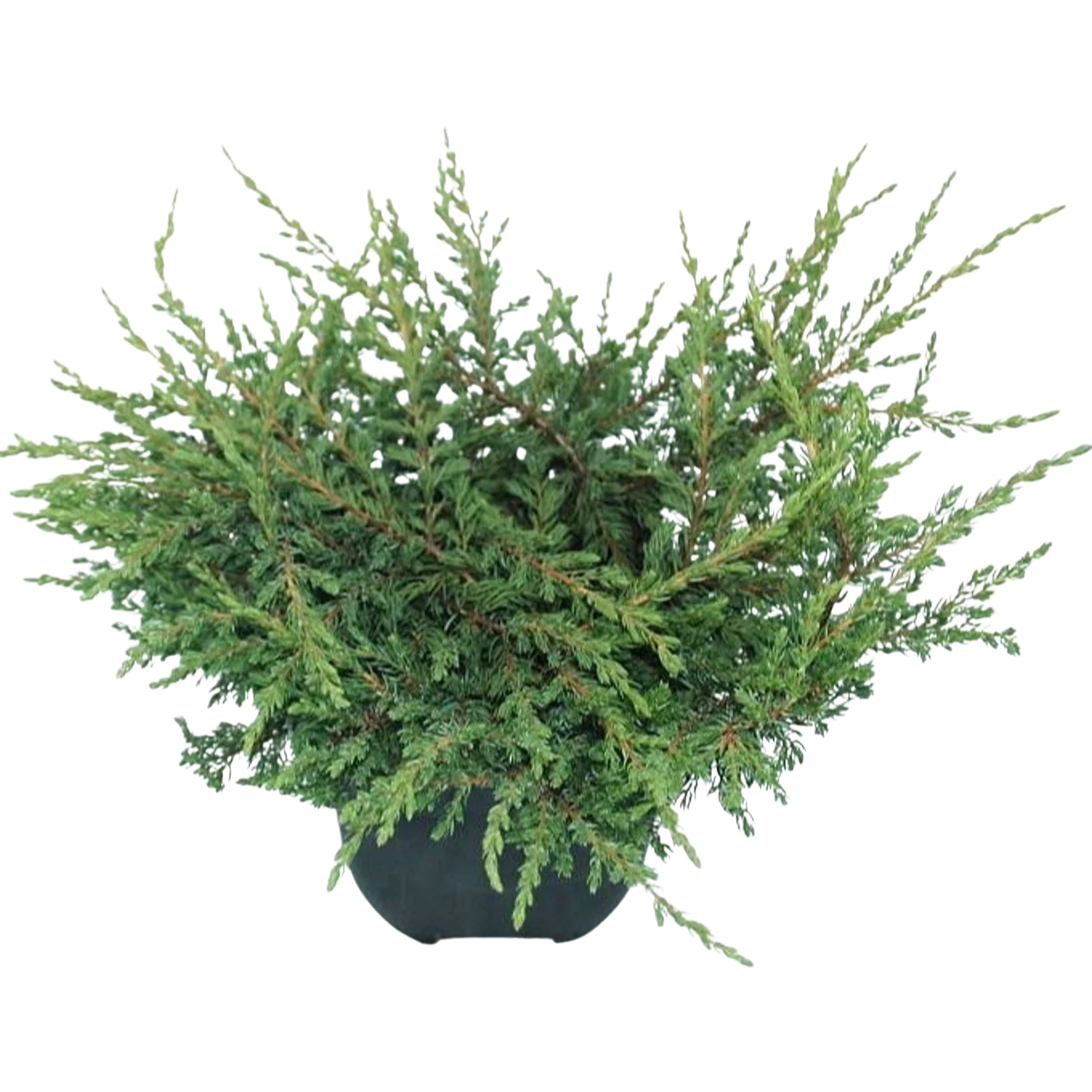 Juniperus communis ’Repanda’ C2 kääpiökataja