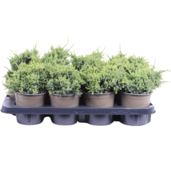 Juniperus squamata 'Holger' P13 sinikataja