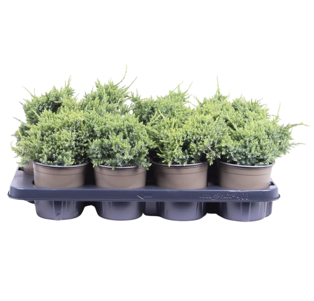 Juniperus squamata 'Holger' P13 sinikataja