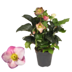 Helleborus 'Ice N'Roses' early rose P13 jouluruusu