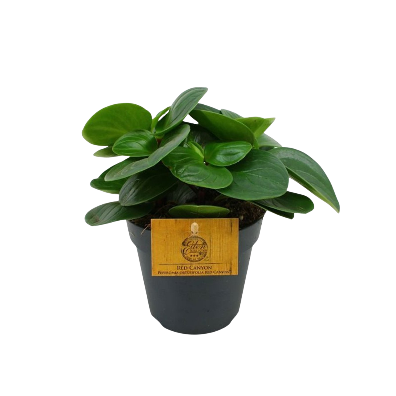 Peperomia ’Red Canyon’ P12 muorinkukka