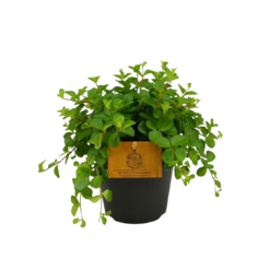 Peperomia 'Pepperspot' P12 muorinkukka