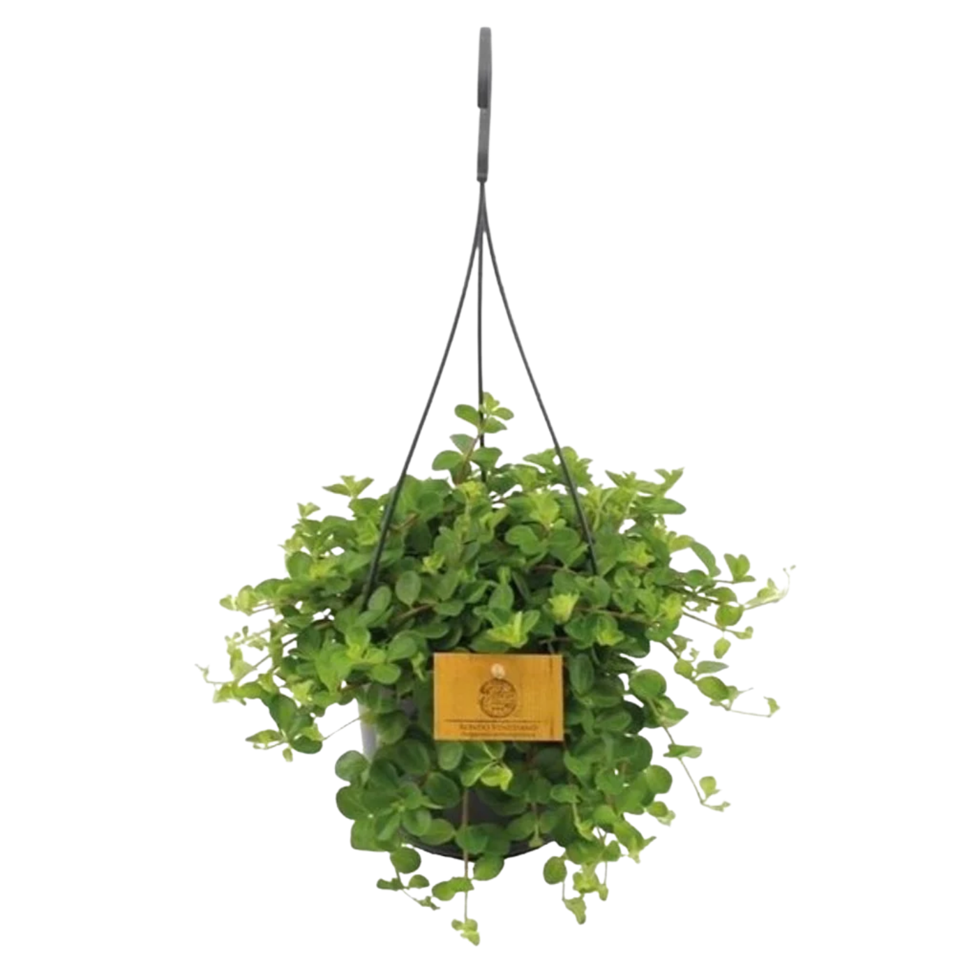 Peperomia rotundifolia P15 muorinkukka
