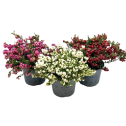 Pernettya mucronata mix C2 marjakanerva