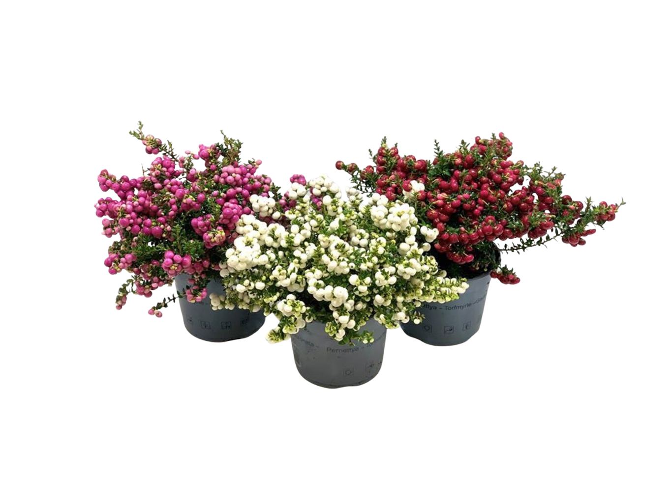 Pernettya mucronata mix C2 marjakanerva