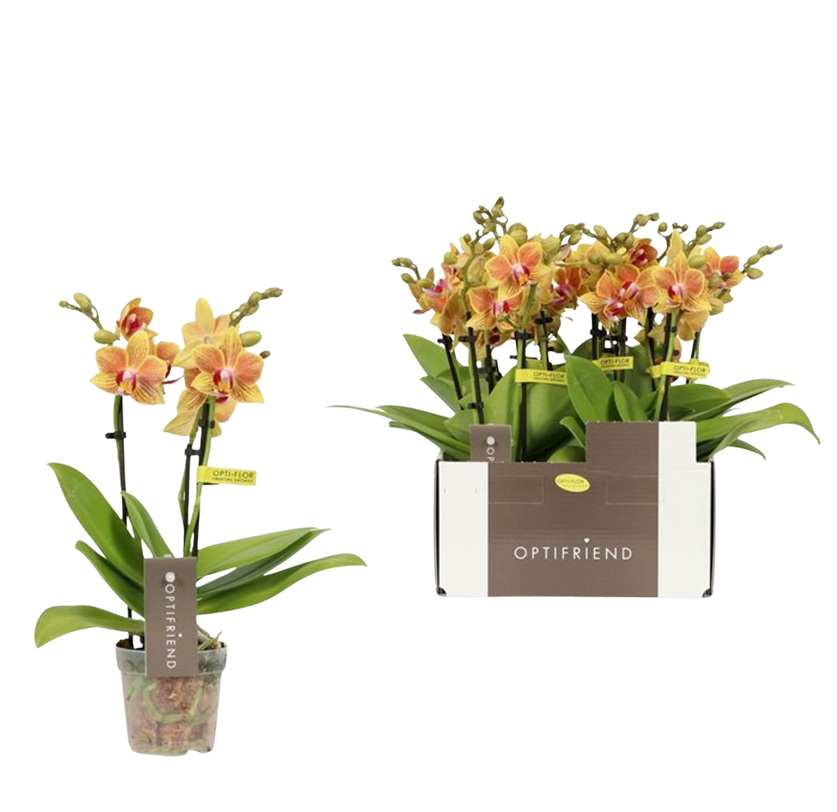Phalaenopsis mult. 'Indy' P7 perhosorkidea