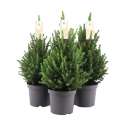 Kartiovalkokuusi, Picea glauca 'December' 40-50 cm
