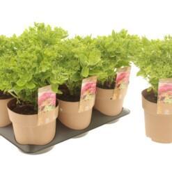 Sedum 'Herbstfreude'(Autumn Joy) C1.5 maksaruoho