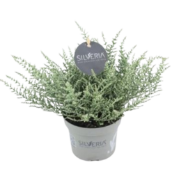 Silveria® P11