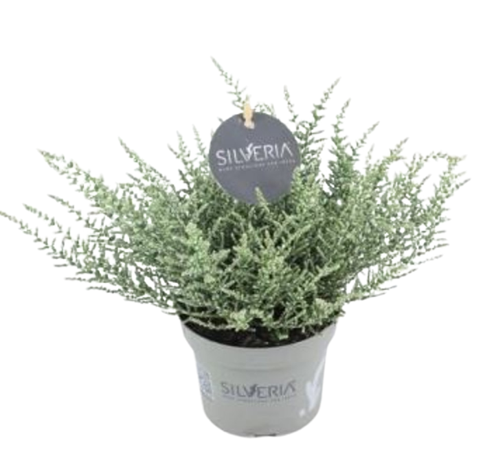 Silveria® P11