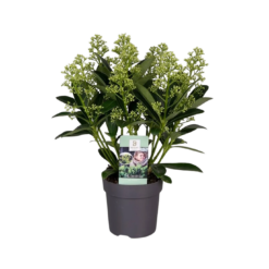Skimmia jap. 'Finchy' P10.2 skimmia n. 8 kukkaa