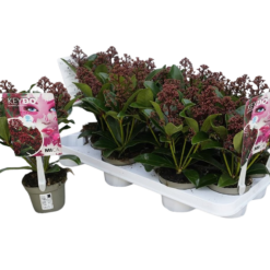 Skimmia jap. 'Mica' P10.5 n. 5-6 kukkaa
