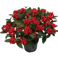 Skimmia jap. 'O' Berries' red P12