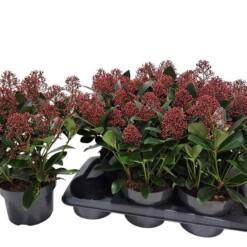 Skimmia jap. 'Rubella' C2 skimmia 20-25 kukkaterttua