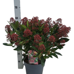 Skimmia jap. 'Rubella' C5 skimmia 40-45 kukkaterttua