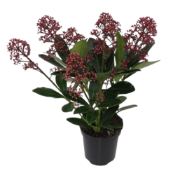 Skimmia jap. 'Rubella' P9 skimmia 5-7 kukkaterttua