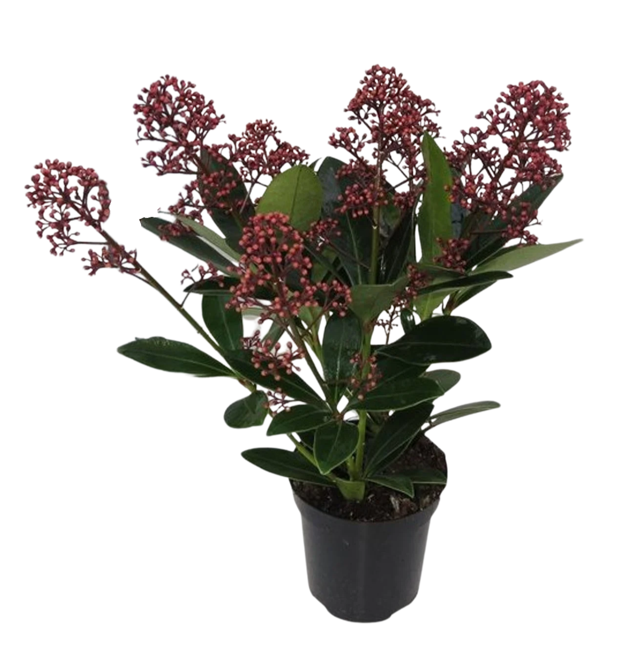 Skimmia jap. 'Rubella' P9 skimmia 5-7 kukkaterttua