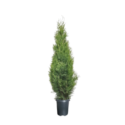 Thuja occ. 'Smaragd' 80-100 cm C3.5 Timanttituija