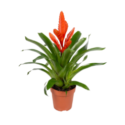 Vriesea 'Intenso Orange' P12 tuuttiananas