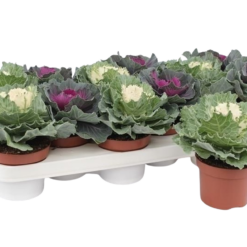 Brassica (smooth leaf) mix P10.5 koristekaali