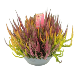 Calluna Beauty L Symphony P27 calluna