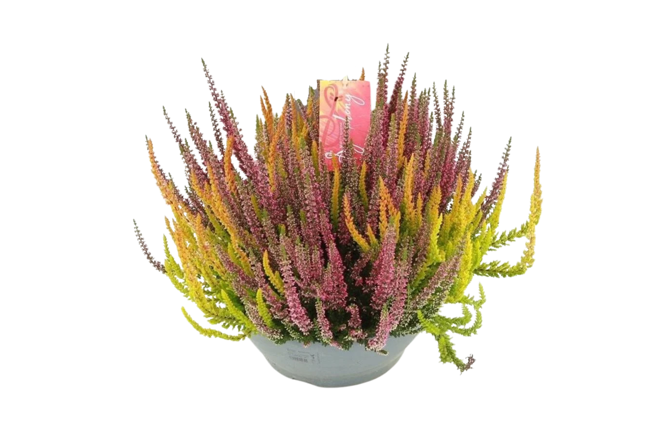 Calluna Beauty L Symphony P27 calluna
