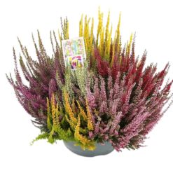 Calluna v. 'B.Ladies'® Mosaica P27 vatimalli