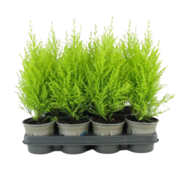 Cupressus macrocarpa ’Wilma’ P11 kultasypressi (sitruunasypressi)