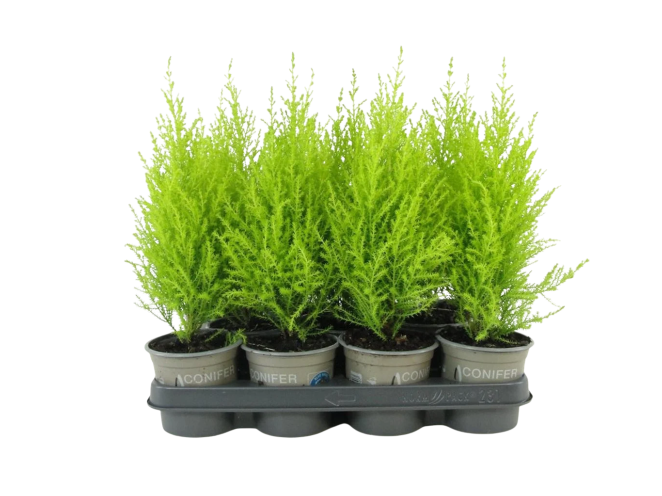 Cupressus macrocarpa ’Wilma’ P11 kultasypressi (sitruunasypressi)