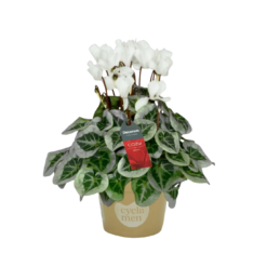 Cyclamen (SS) 'Picasso' P11 syklaami valkoinen
