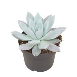 Echeveria 'Mexican Giant' P17 Mehiruusuke