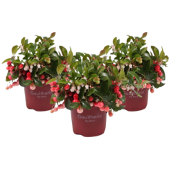 Gaultheria proc. 'Big Berry'® P12 lamosalal