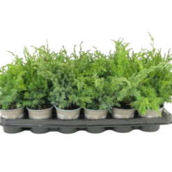 Juniperus squamata 'Blue Swede' P9 sinikataja