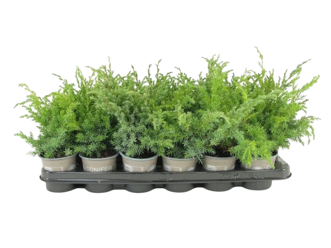 Juniperus squamata 'Blue Swede' P9 sinikataja