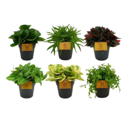 Peperomia mix P12 muorinkukka