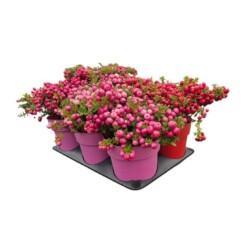 Pernettya mucronata mix P15 marjakanerva