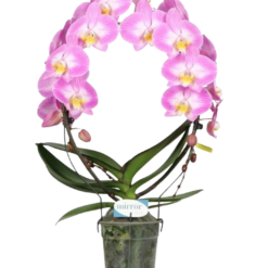 Phalaenopsis 'Mirror Miracle' Kiara P12 kaarimalli