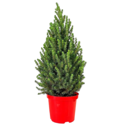 Picea glauca 'Conica' C4 kartiovalkokuusi