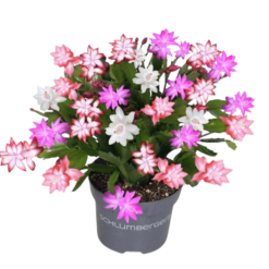 Schlumbergera quattrolore P13 joulukaktus
