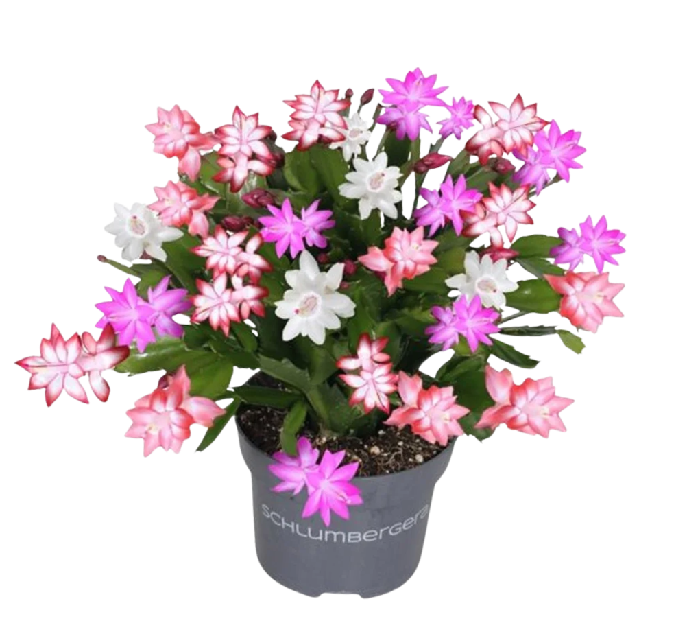 Schlumbergera quattrolore P13 joulukaktus